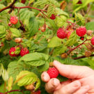 Vadelmasatoa (Rubus idaeus) poimitaan  digi